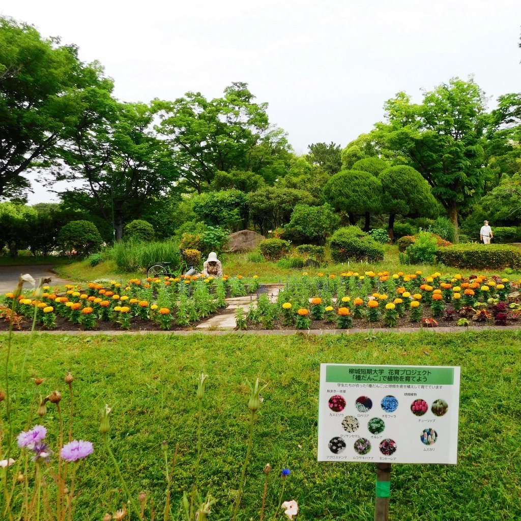 コリウス姫と マリーゴールド騎士と 鶴舞公園 音の細道 楽器片手に行雲流水